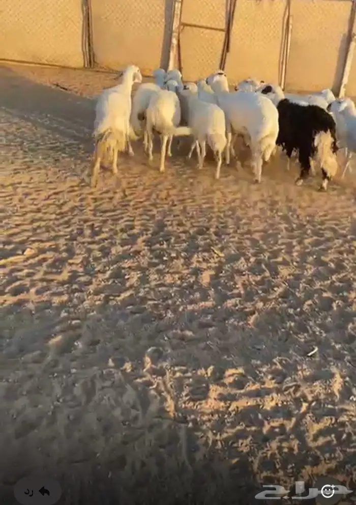 للبيع ضان العدد 13 0