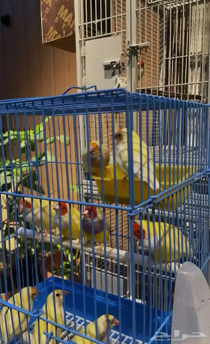 اتبنى جميع انواع الطيور والفروخ سليمه او مريضه 1