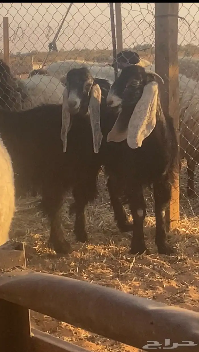 معزاء جفار عارضيات 1