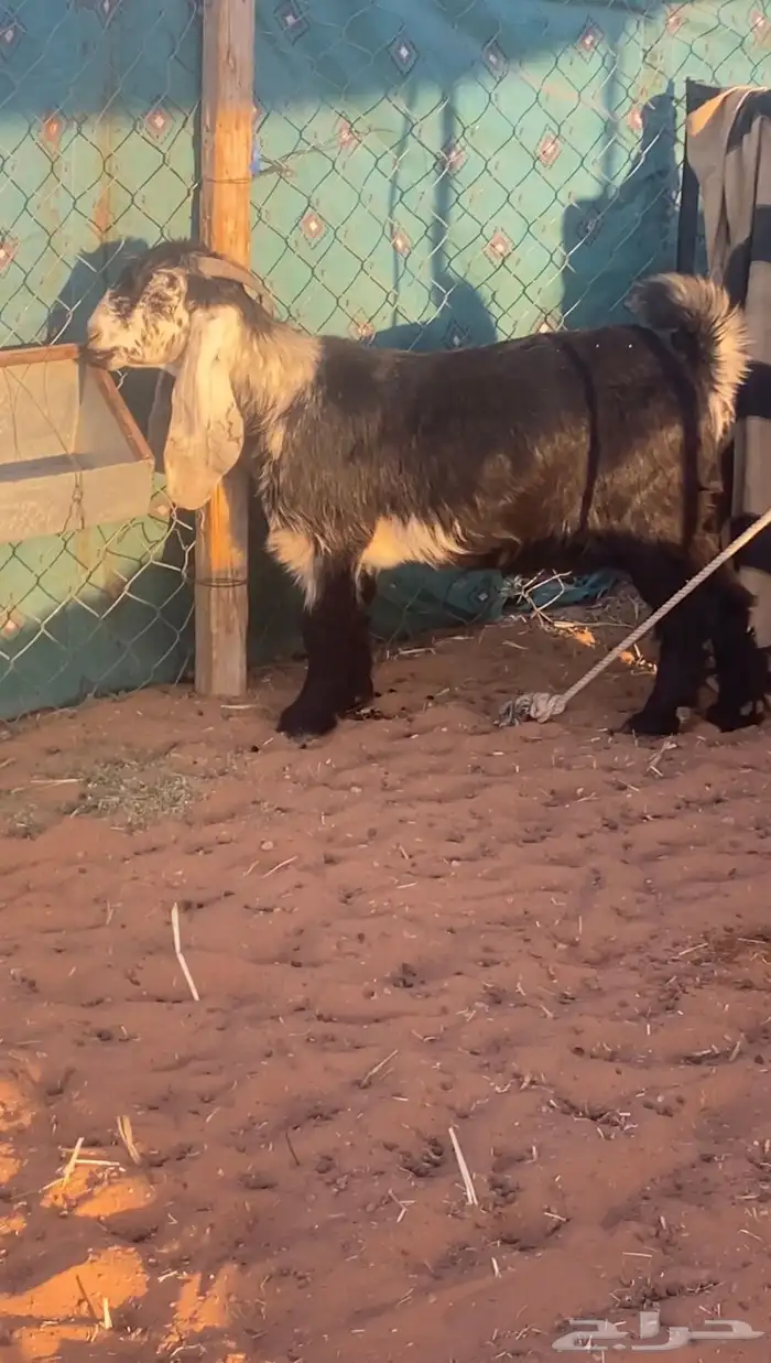 معزاء جفار عارضيات 2