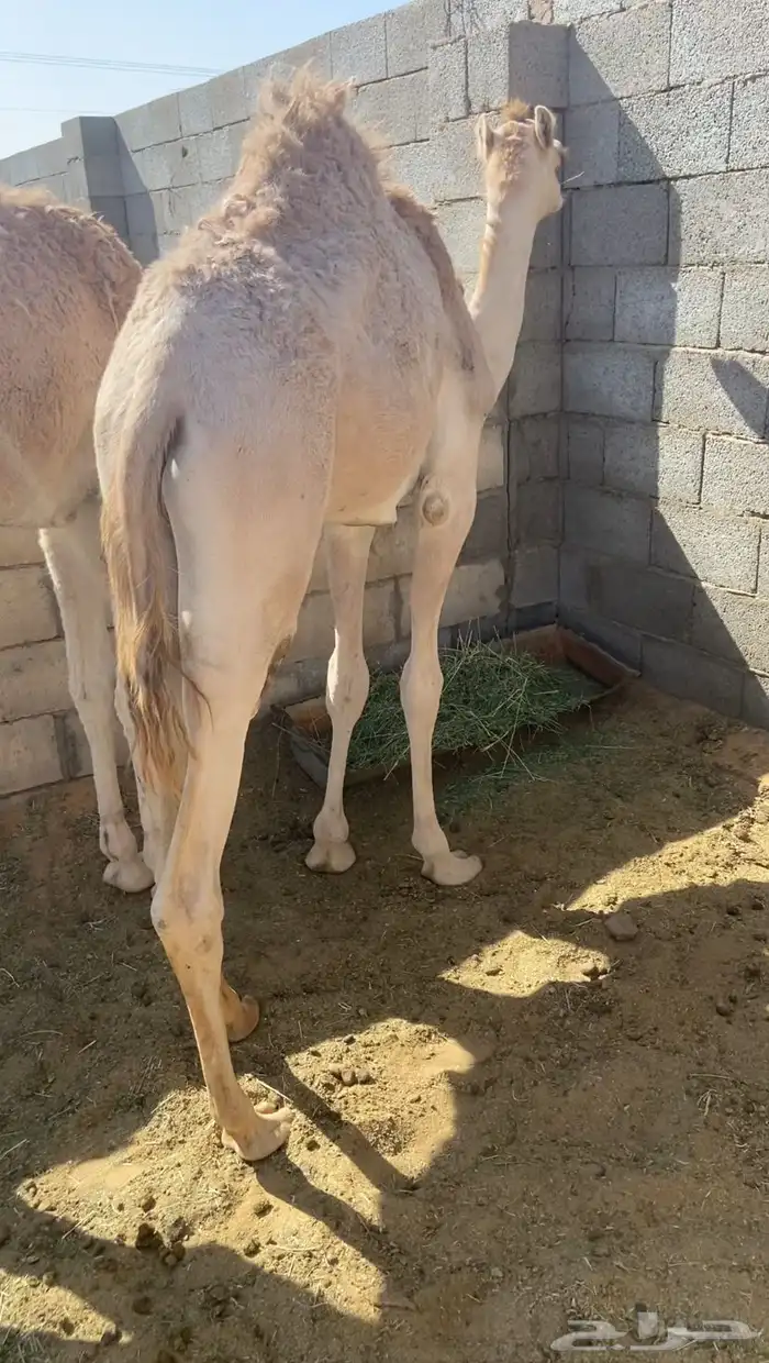 قعود مفرود للبيع 0