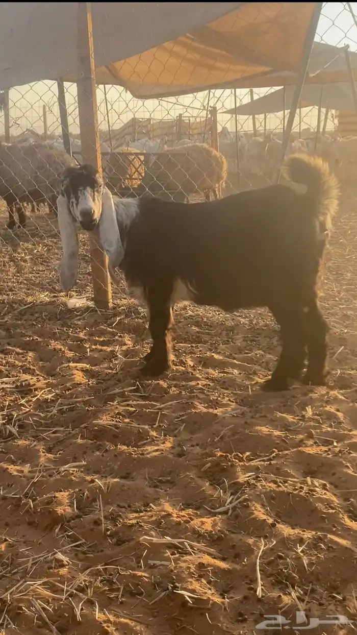 معزاء جفار عارضيات 5