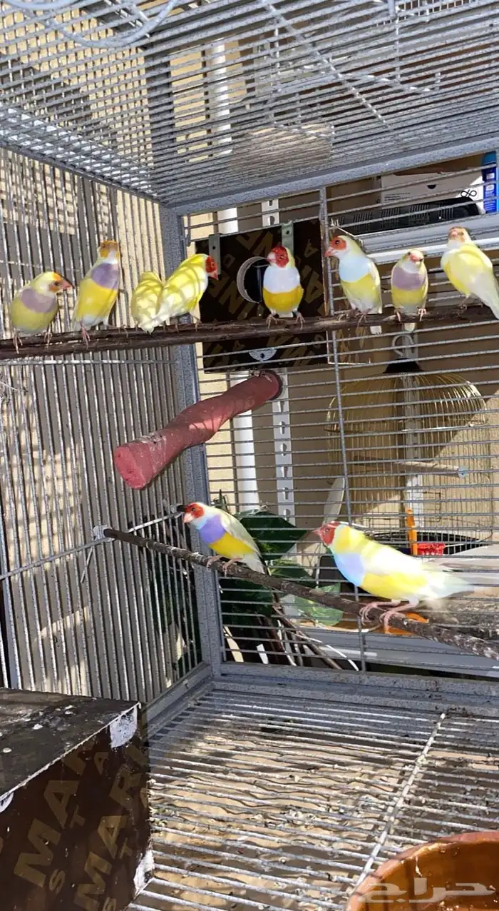 اتبنى جميع انواع الطيور والفروخ سليمه او مريضه 0