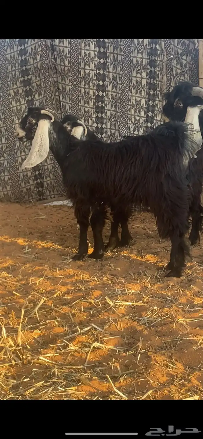 معزاء جفار عارضيات 0