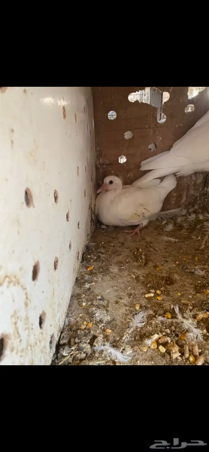 زغاليل فرنسي 0