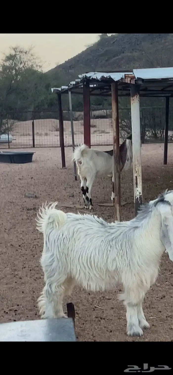 معزا بيض. اللون ابيض خلفات و دفيع 0