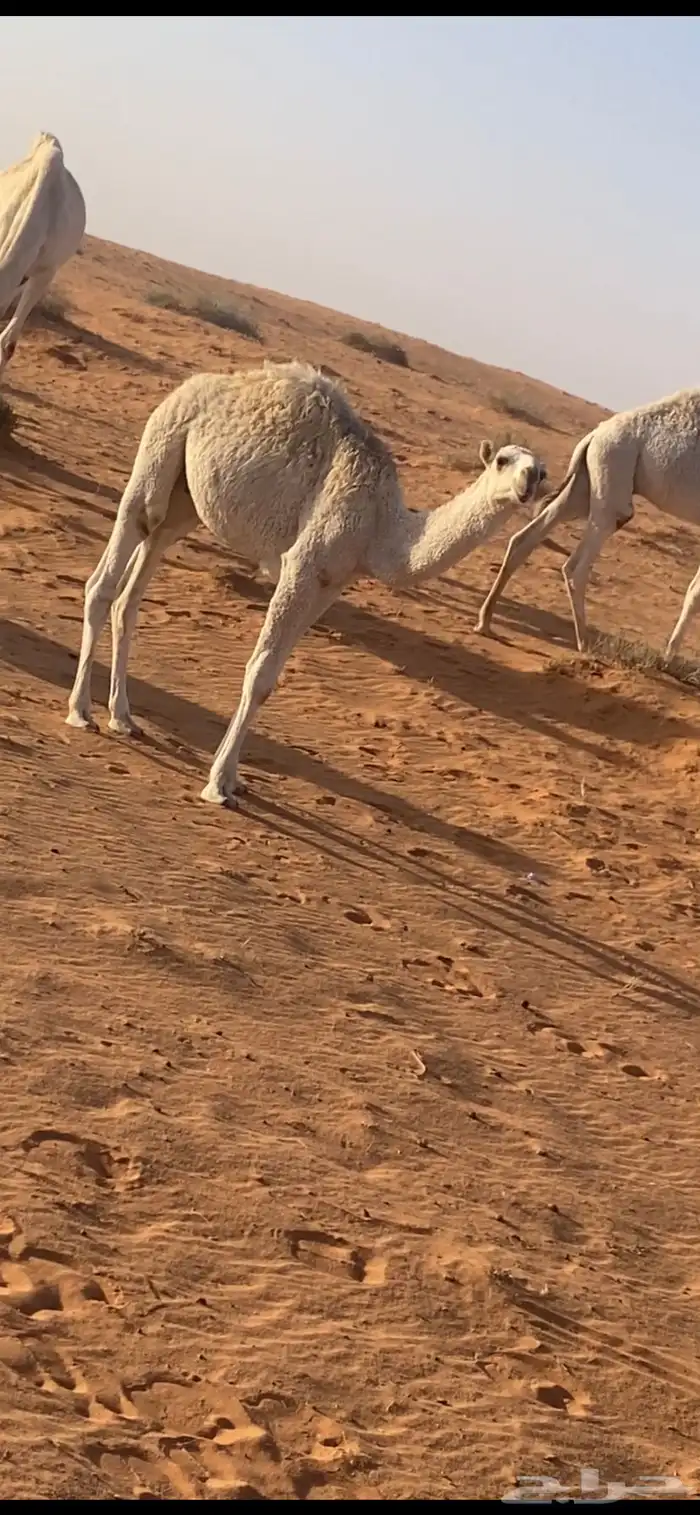 حشو قعودين للبيع 3