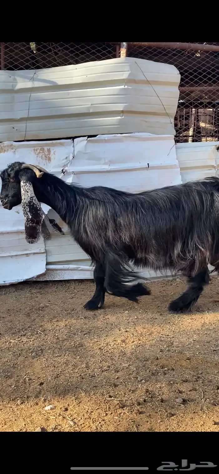 عنز عارضية صنف مضرع ( تم البييع ) 4