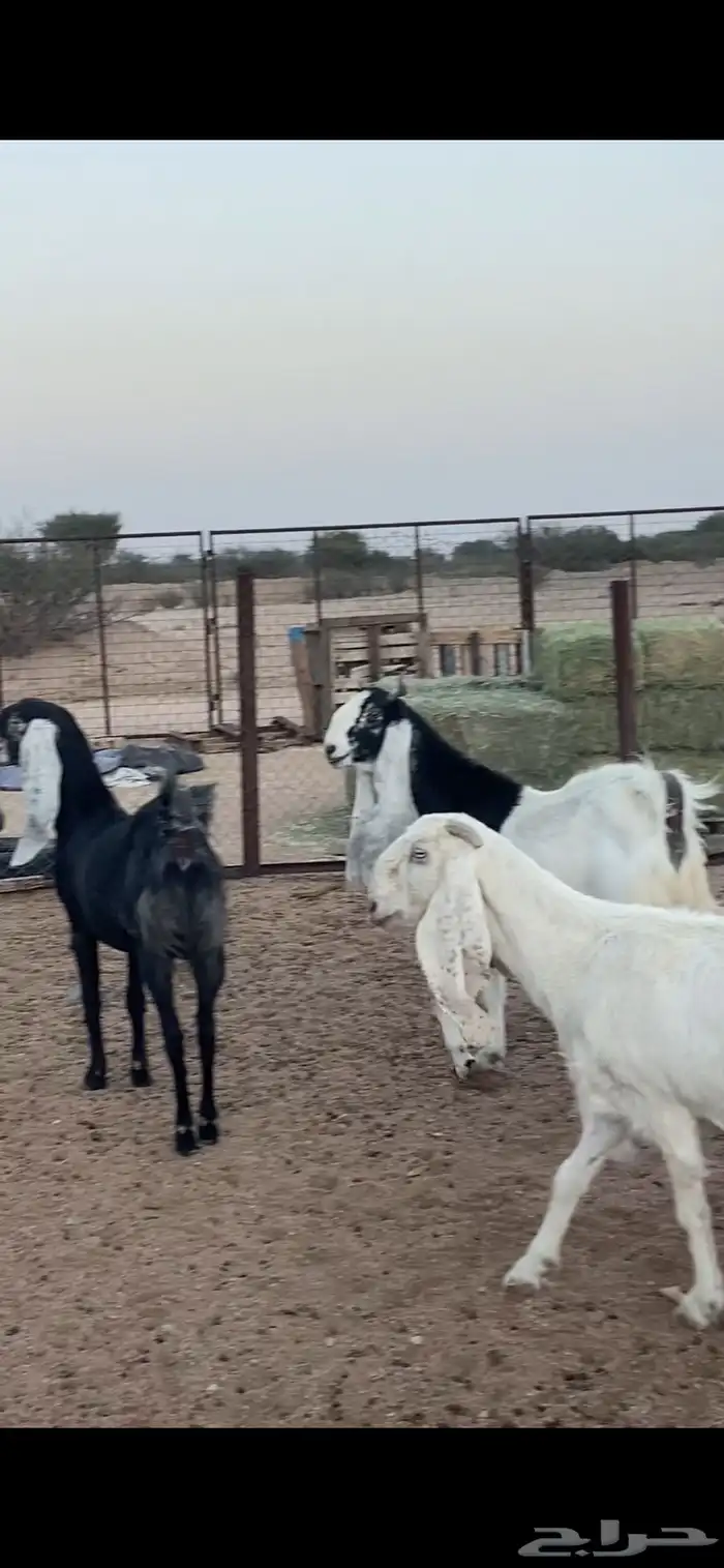 معزا بيض. اللون ابيض خلفات و دفيع 8