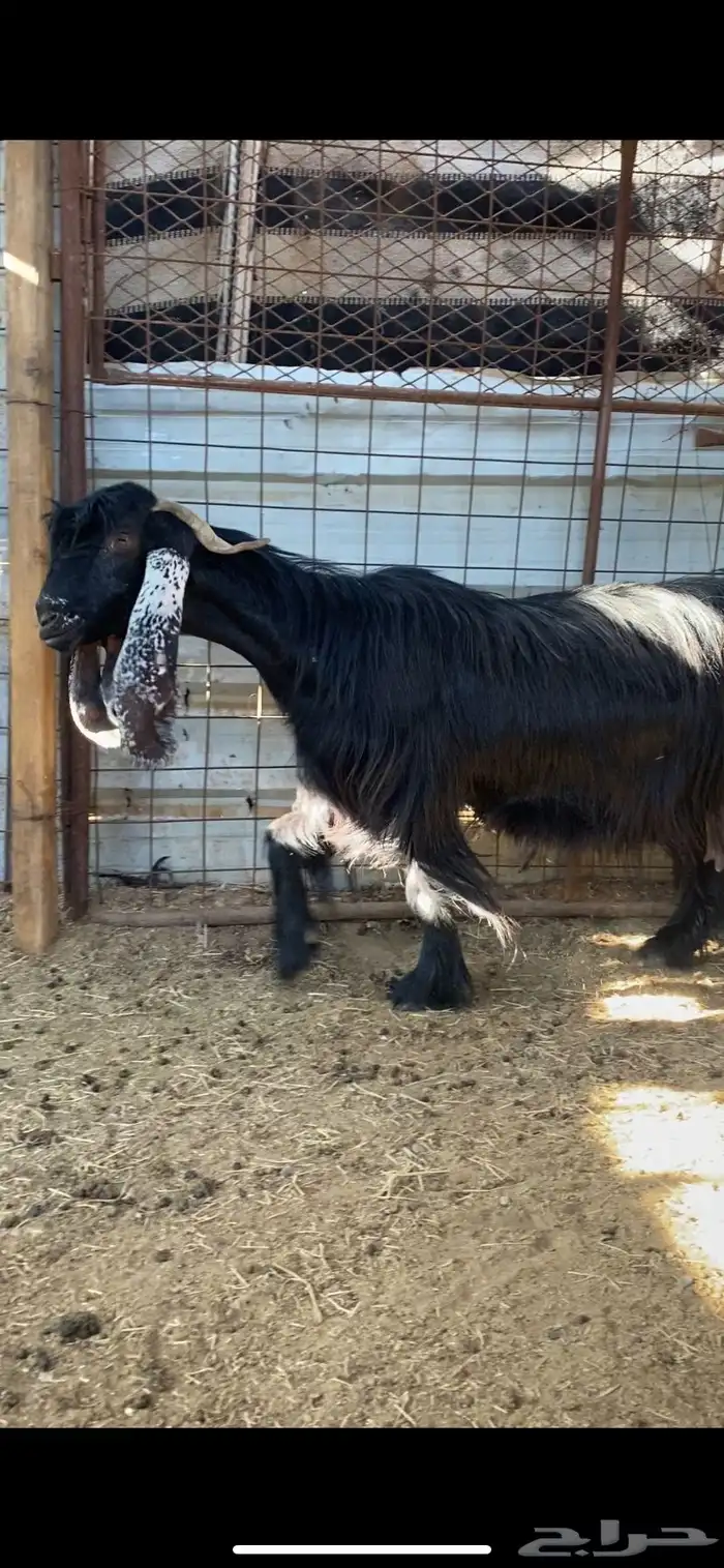 عنز عارضية صنف مضرع ( تم البييع ) 2