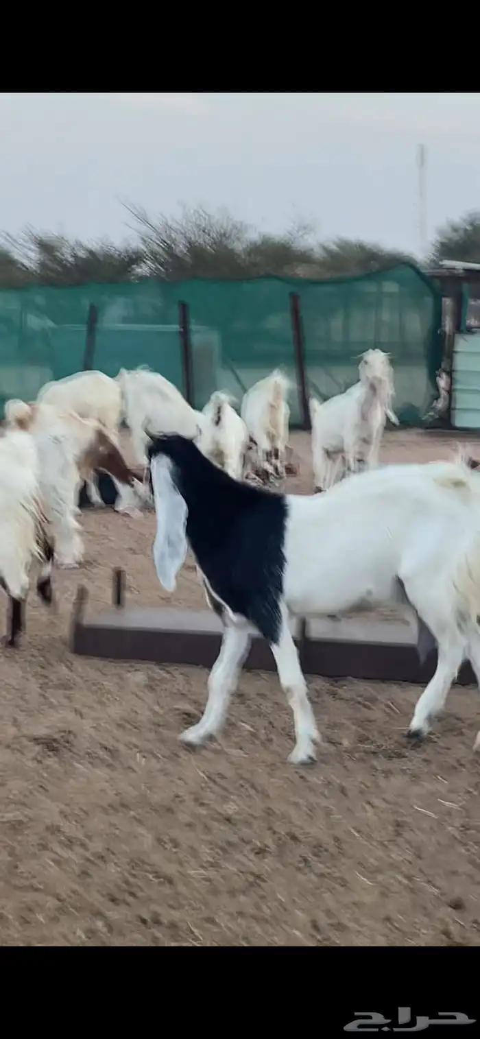 معزا بيض. اللون ابيض خلفات و دفيع 17