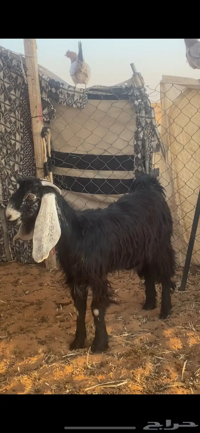 معزاء جفار عارضيات 4