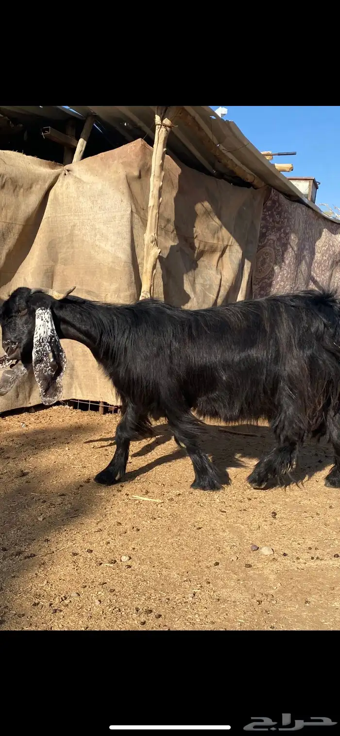 عنز عارضية صنف مضرع ( تم البييع ) 6