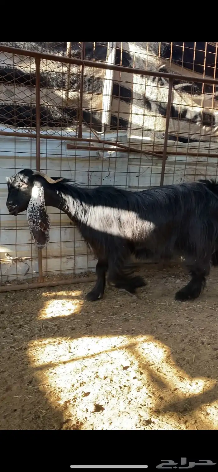 عنز عارضية صنف مضرع ( تم البييع ) 1