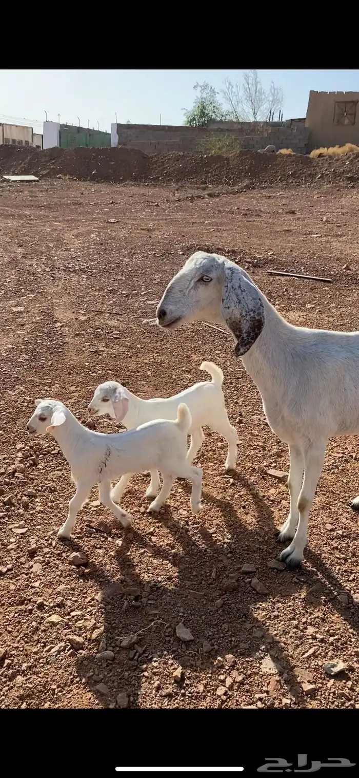 عنز بيضا تحتها 2 من مراحي( تم البيع) 0