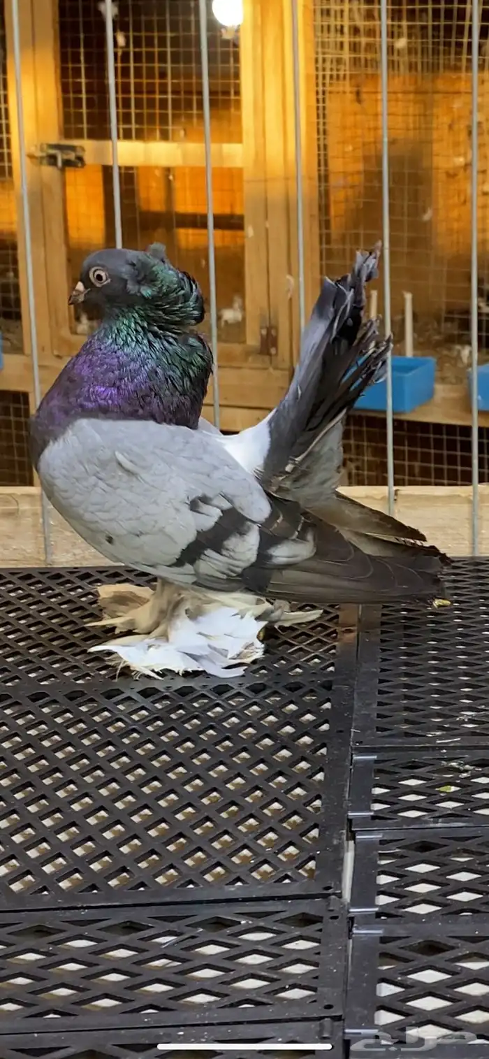 (( زوج كرنقو بلو بار)) 1