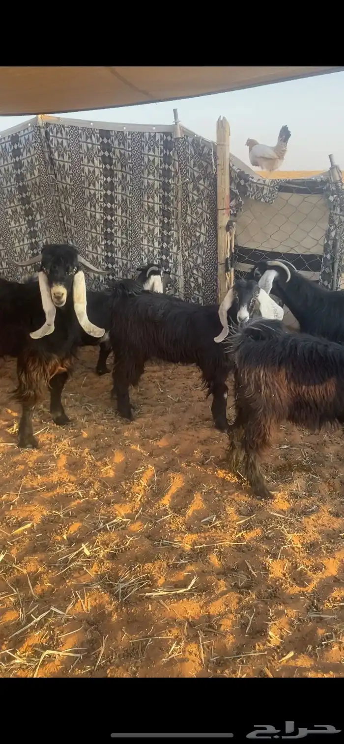 معزاء جفار عارضيات 6