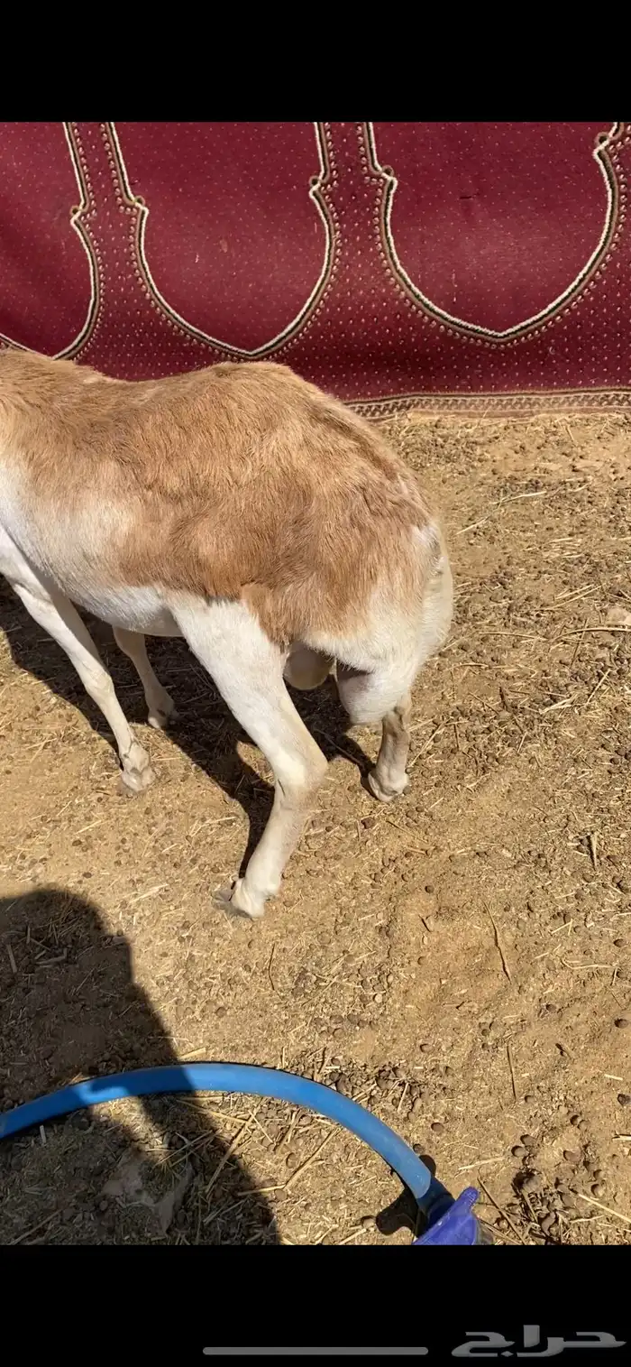 رفيدي جذع سمين 0