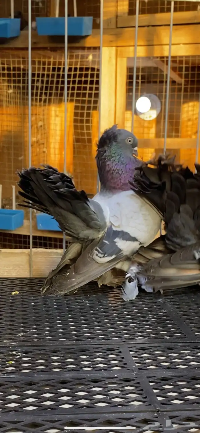 (( زوج كرنقو بلو بار)) 3