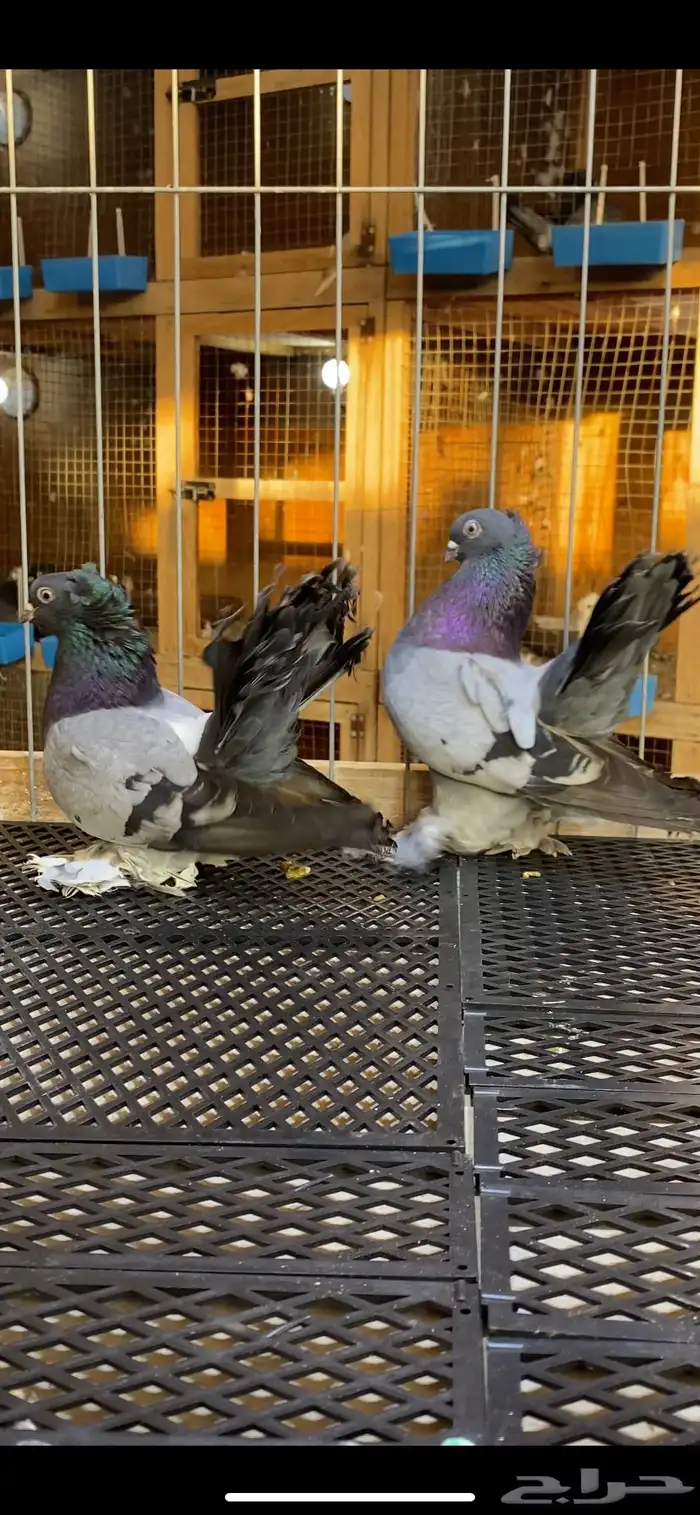 (( زوج كرنقو بلو بار)) 2