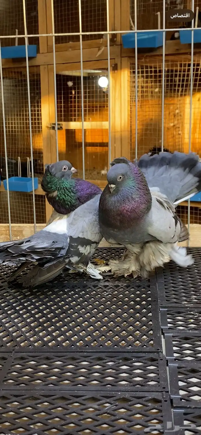 (( زوج كرنقو بلو بار)) 4