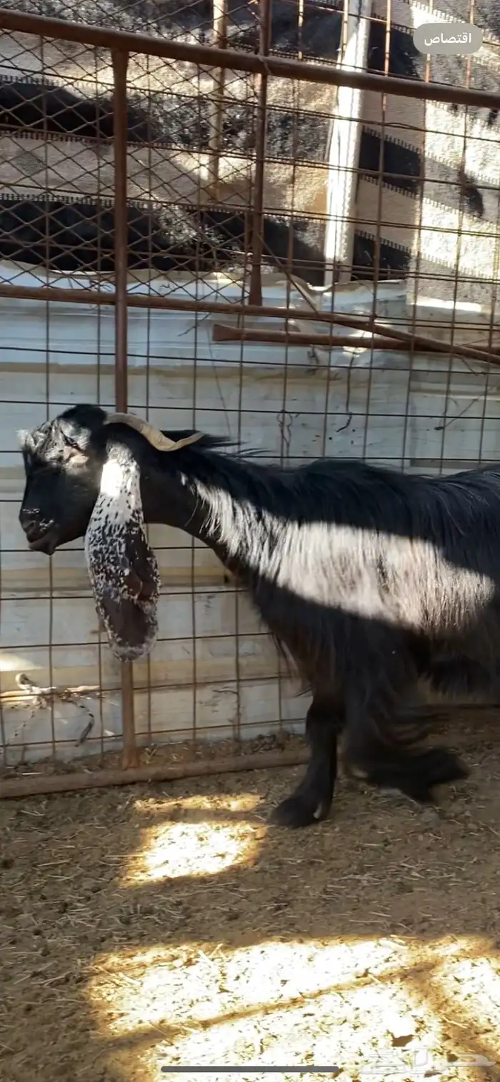 عنز عارضية صنف مضرع ( تم البييع ) 0