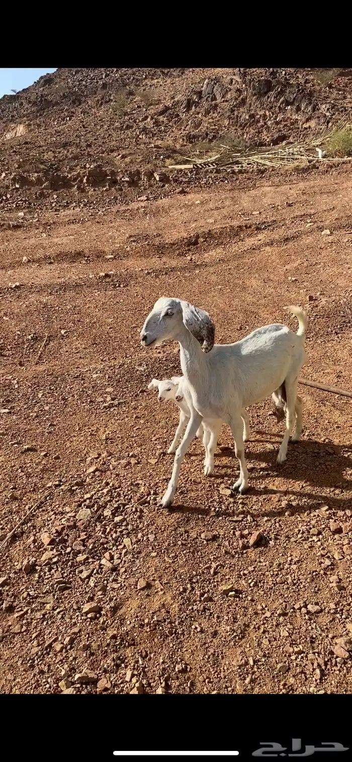 عنز بيضا تحتها 2 من مراحي( تم البيع) 1