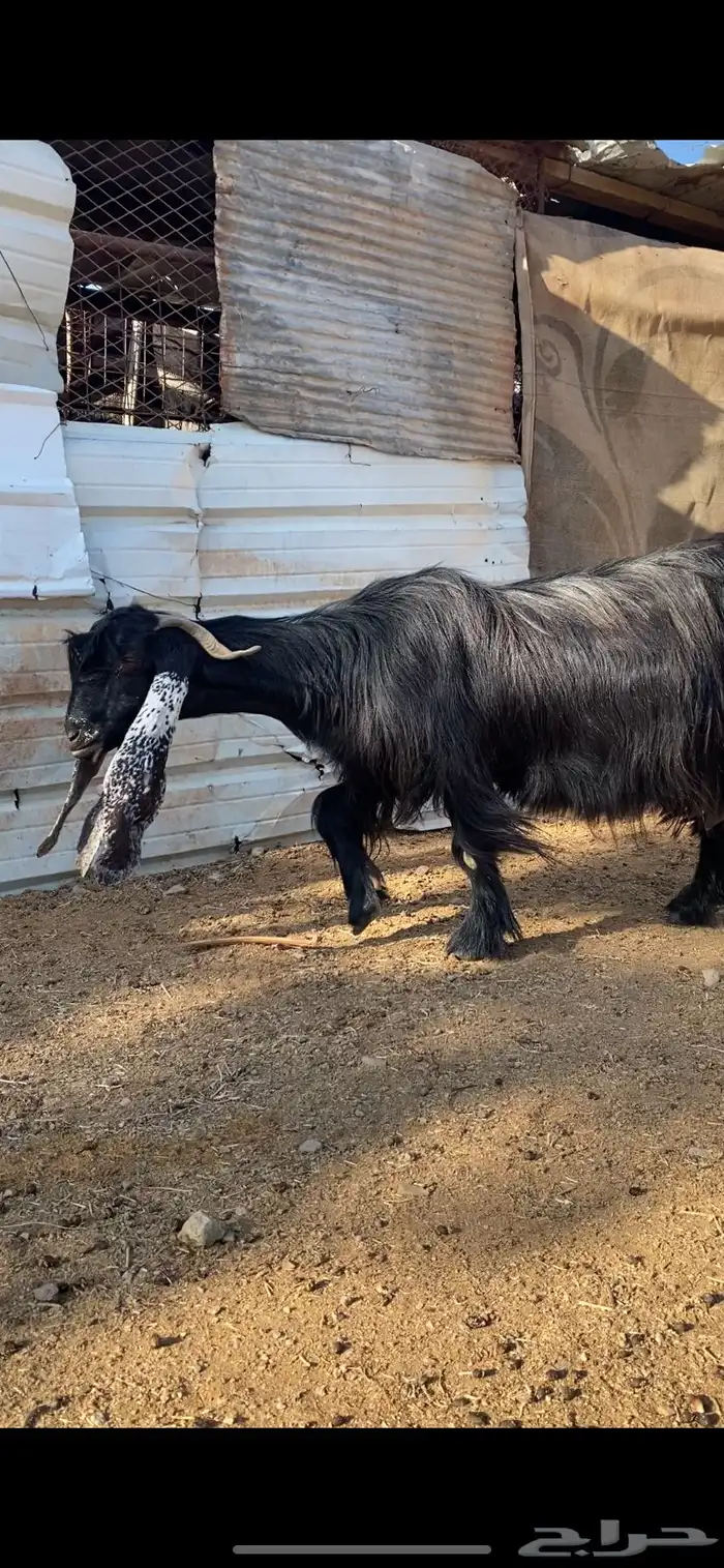 عنز عارضية صنف مضرع ( تم البييع ) 3