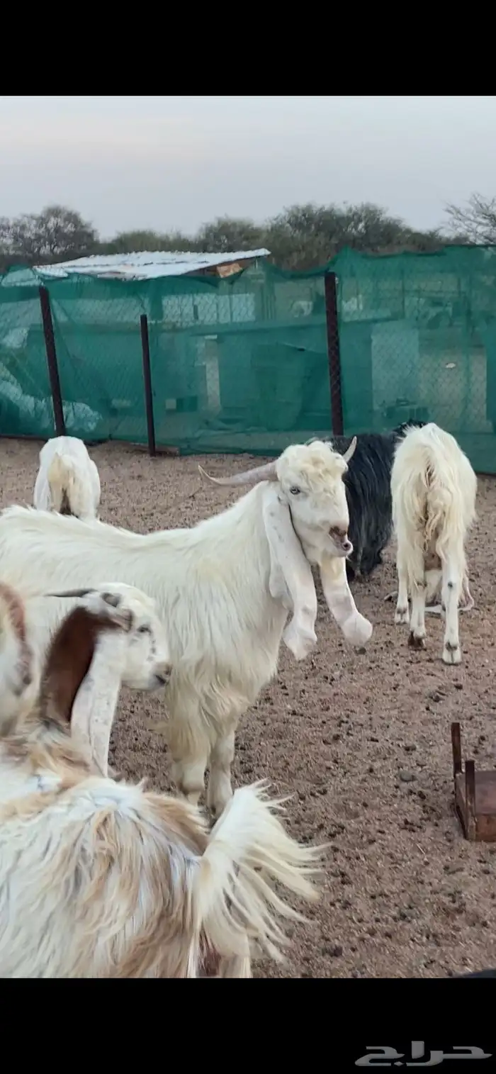 معزا بيض. اللون ابيض خلفات و دفيع 10