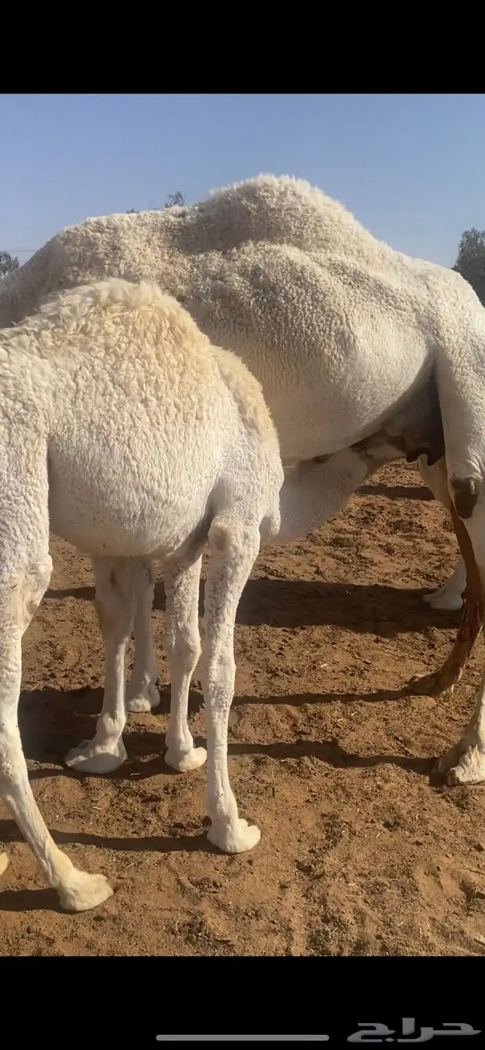 حشو قعودين للبيع 0