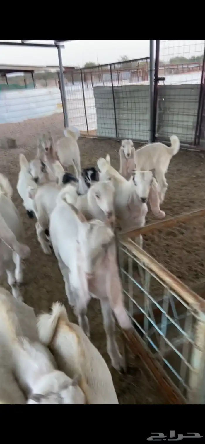 معزا بيض. اللون ابيض خلفات و دفيع 21