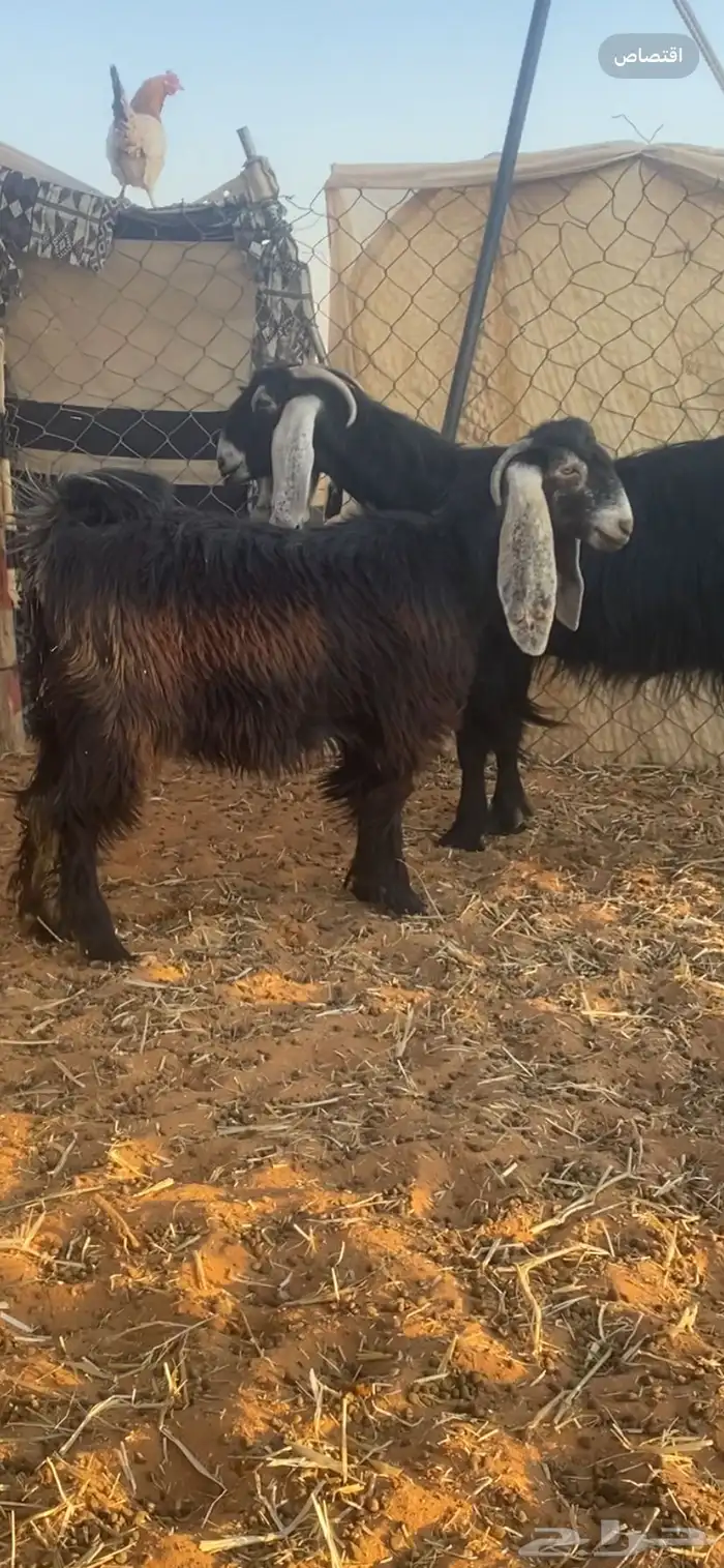 معزاء جفار عارضيات 3