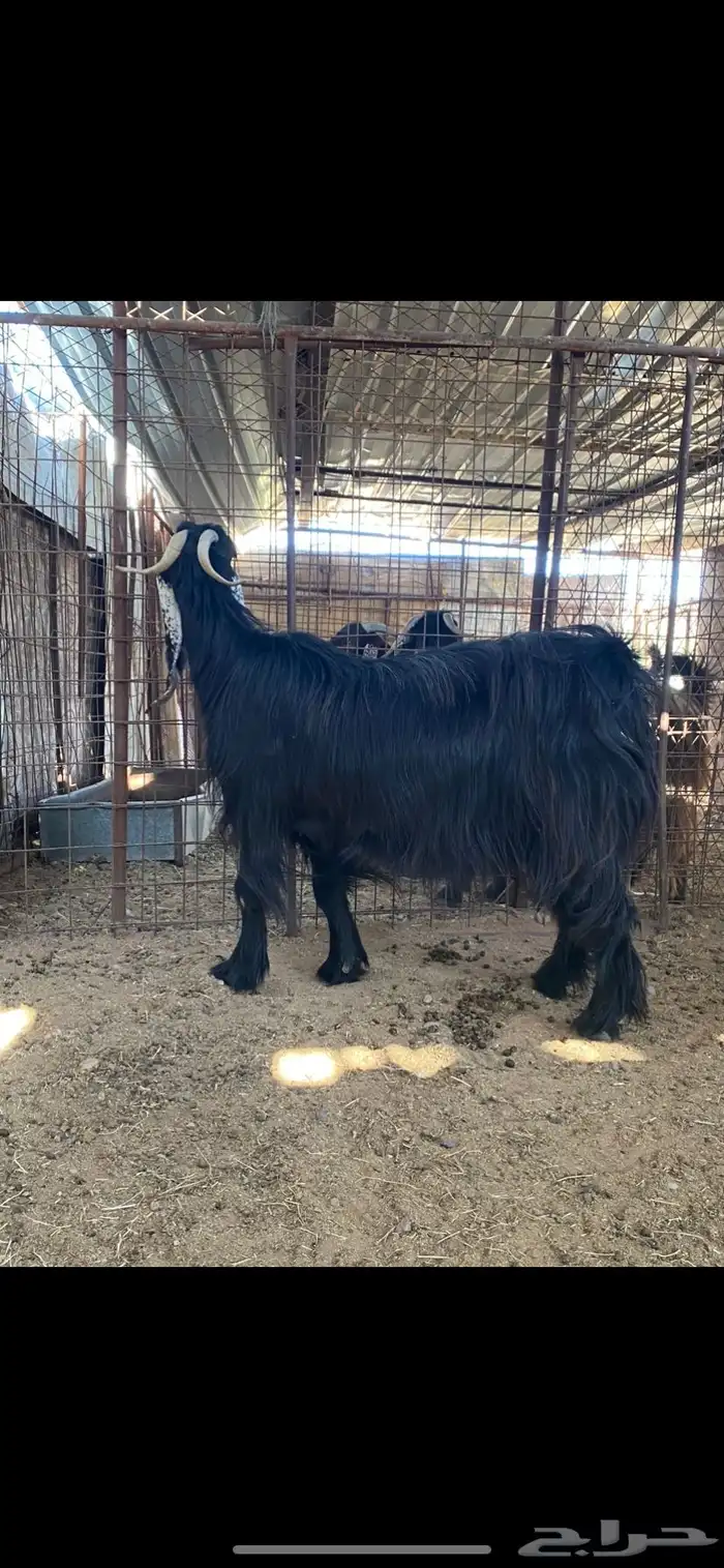 عنز عارضية صنف مضرع ( تم البييع ) 5