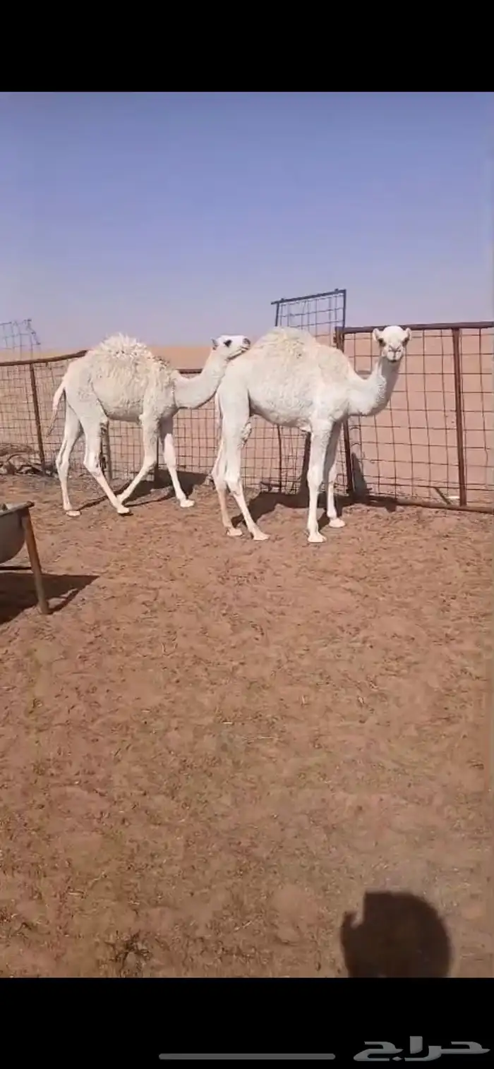 حشو قعودين للبيع 2