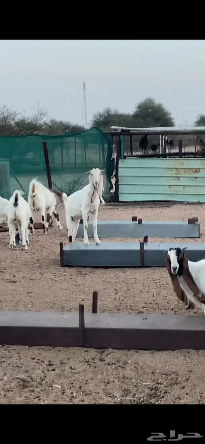 معزا بيض. اللون ابيض خلفات و دفيع 16