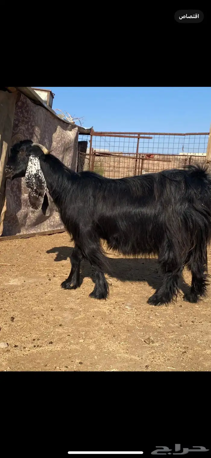 عنز عارضية صنف مضرع ( تم البييع ) 8