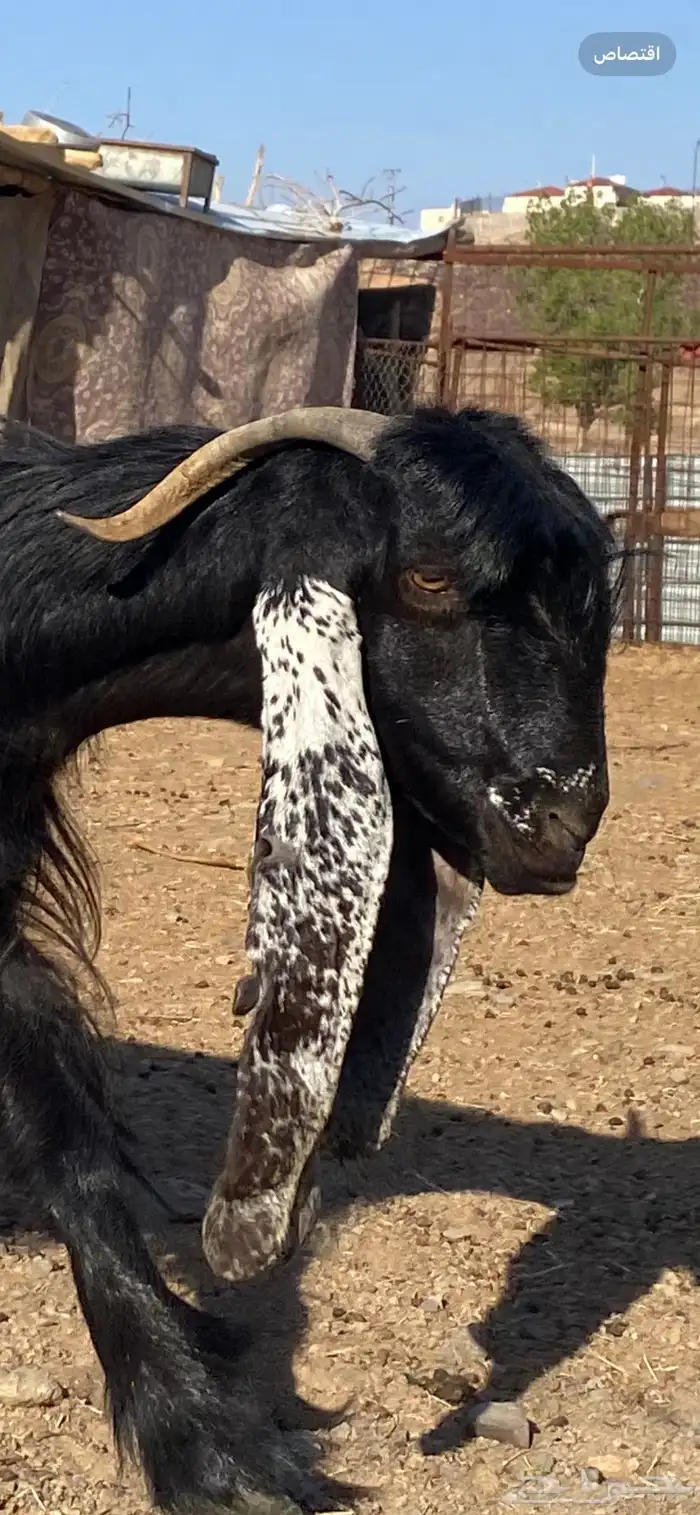 عنز عارضية صنف مضرع ( تم البييع ) 7