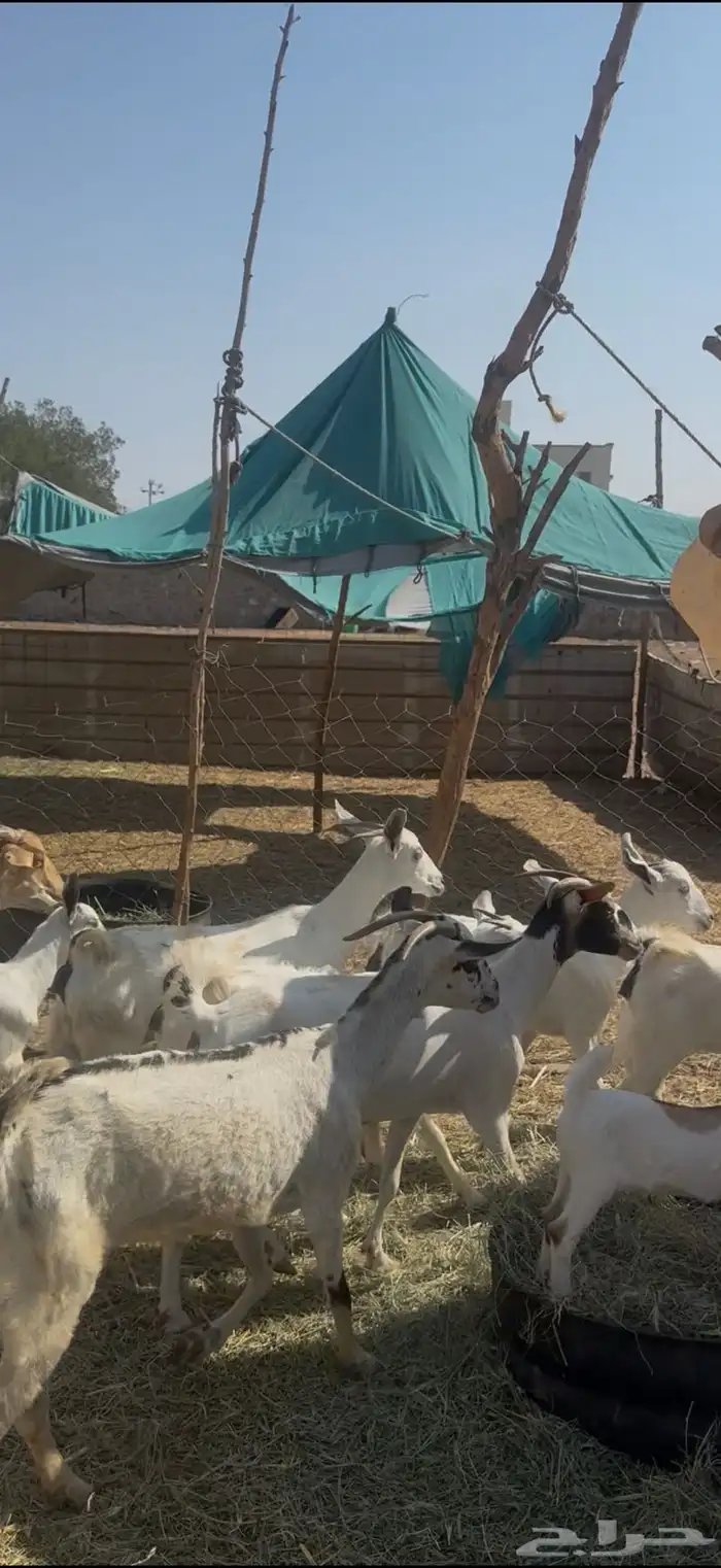 للبيع جفار بيشيات صغار سن ولد شي كفوو ع 1050 (( تم البيع )) 6