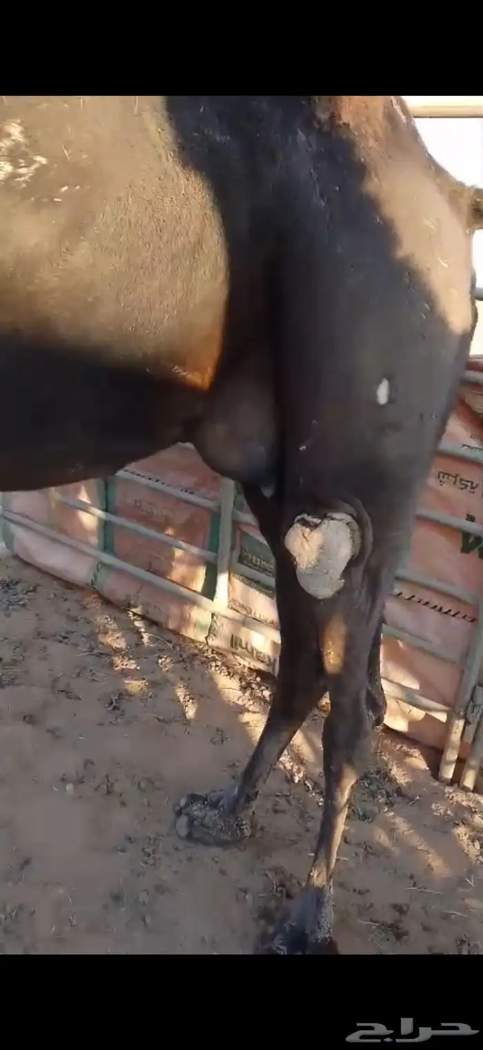 ناقه ثنو ديد رقم واحد للبيع مصعد اليوم الموقع الصداوي 1