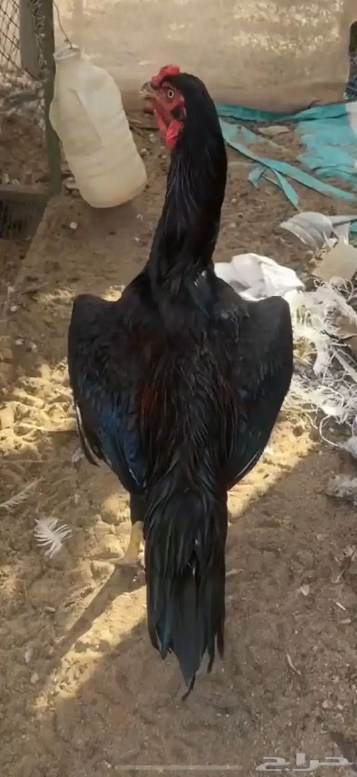 ديك سندي اسود 7