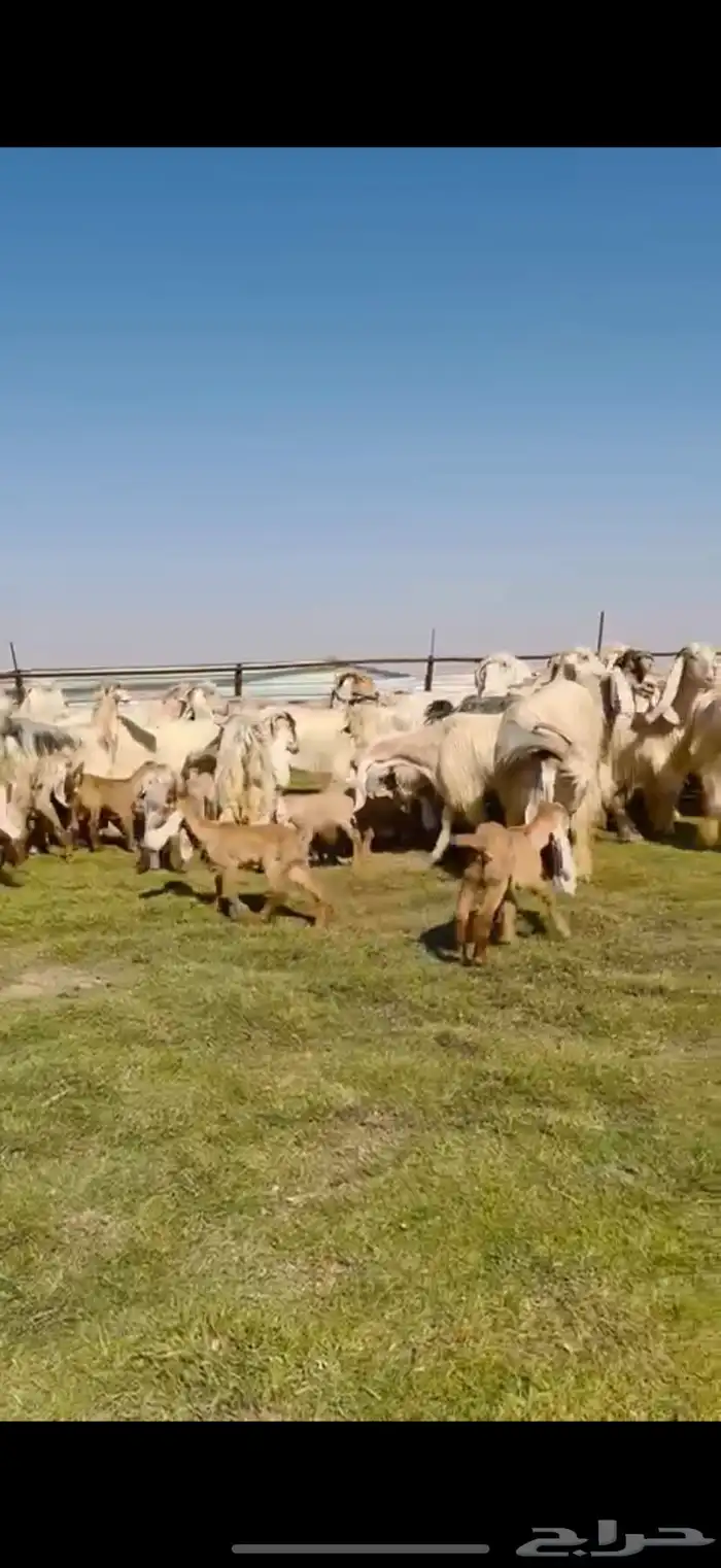 للبيع معزا عوارض ( كريميه ) متاويم فاااخره 5