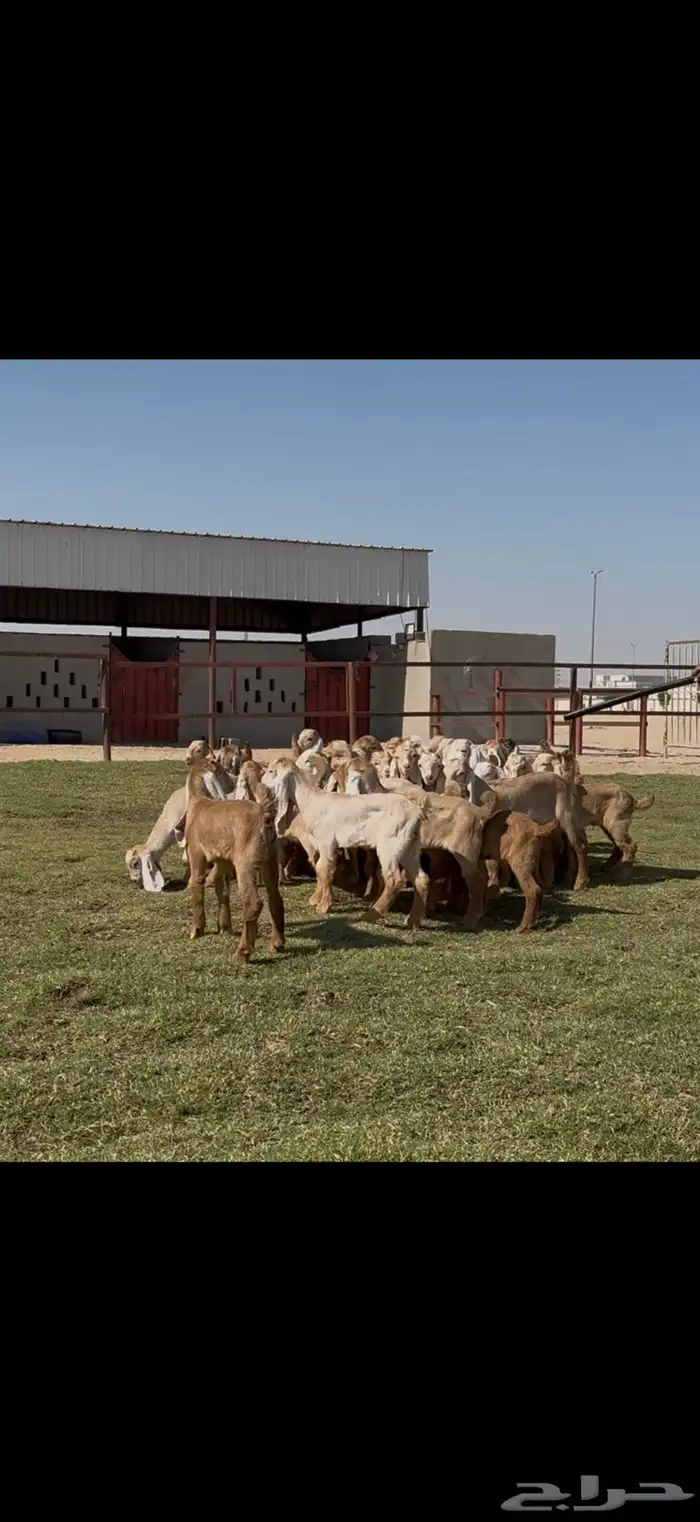 للبيع معزا عوارض ( كريميه ) متاويم فاااخره 10