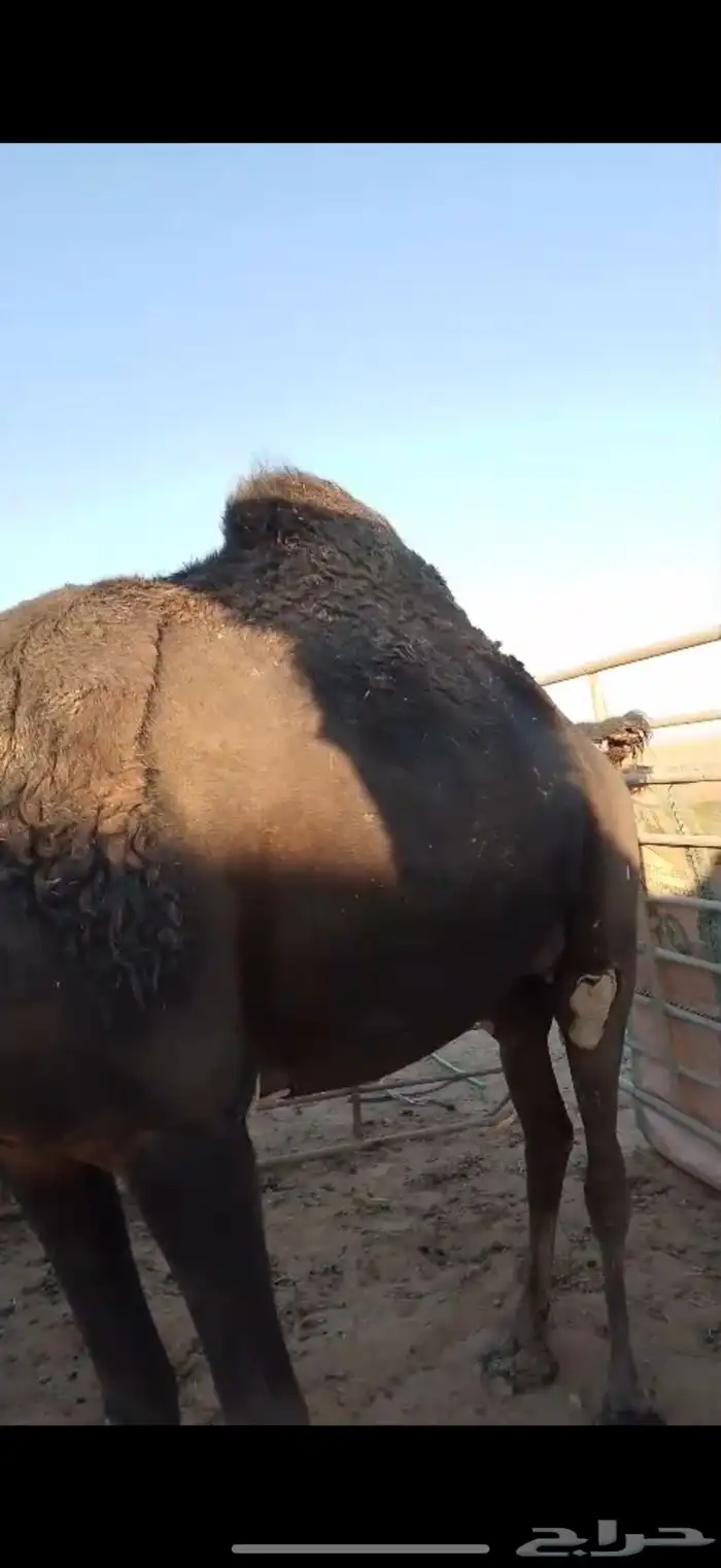 ناقه ثنو ديد رقم واحد للبيع مصعد اليوم الموقع الصداوي 0