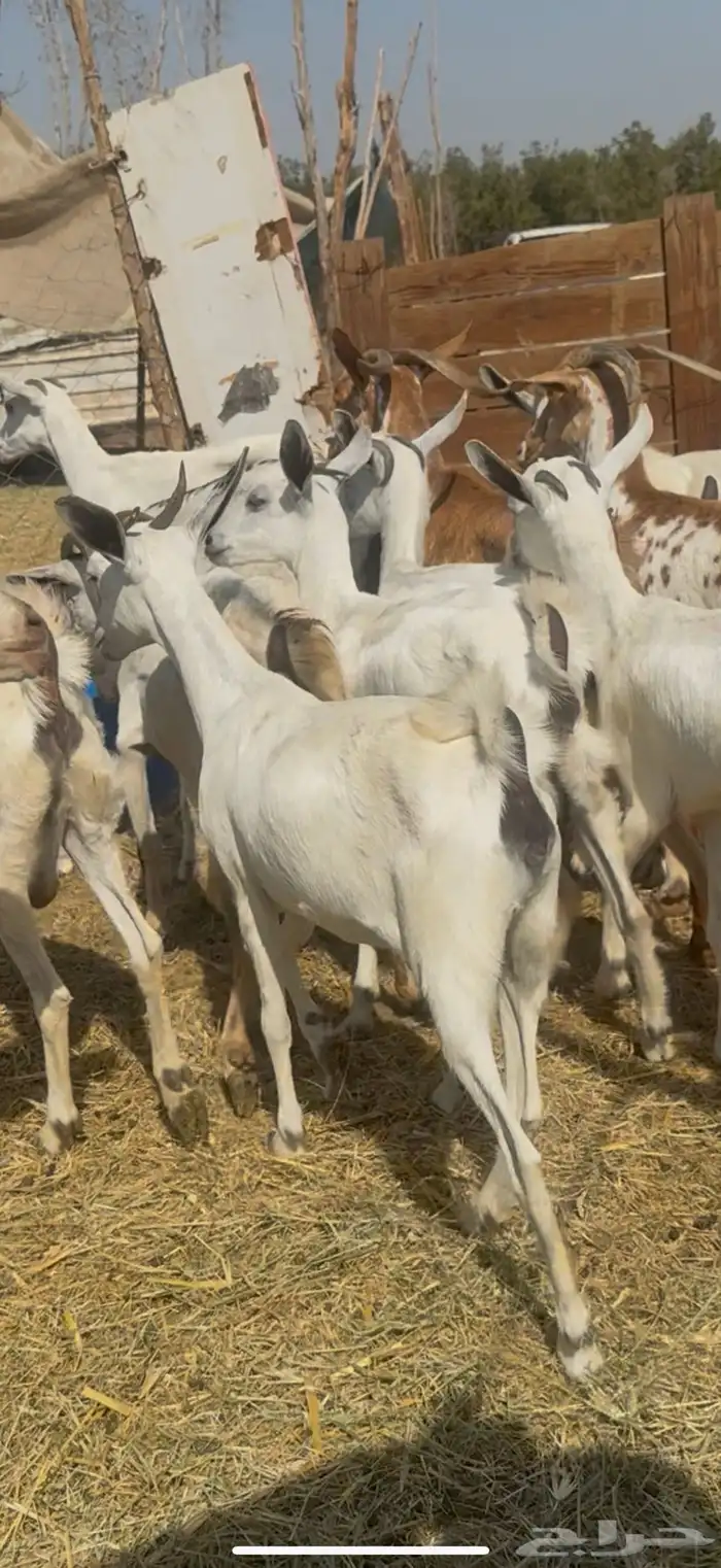 للبيع جفار بيشيات صغار سن ولد شي كفوو ع 1050 (( تم البيع )) 0