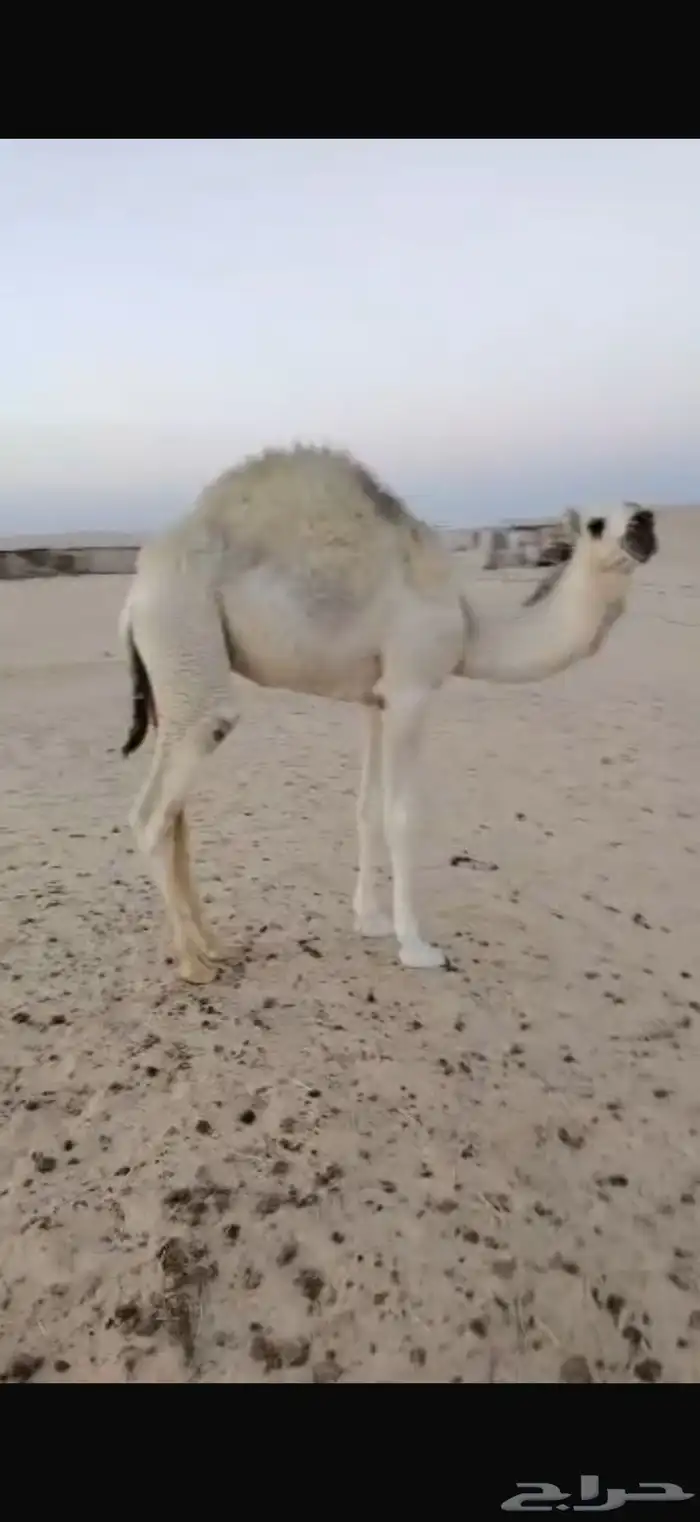 حوار اوضح على حليب امه عمره 8 شهور السوم 6000رال حاشي قعود 0