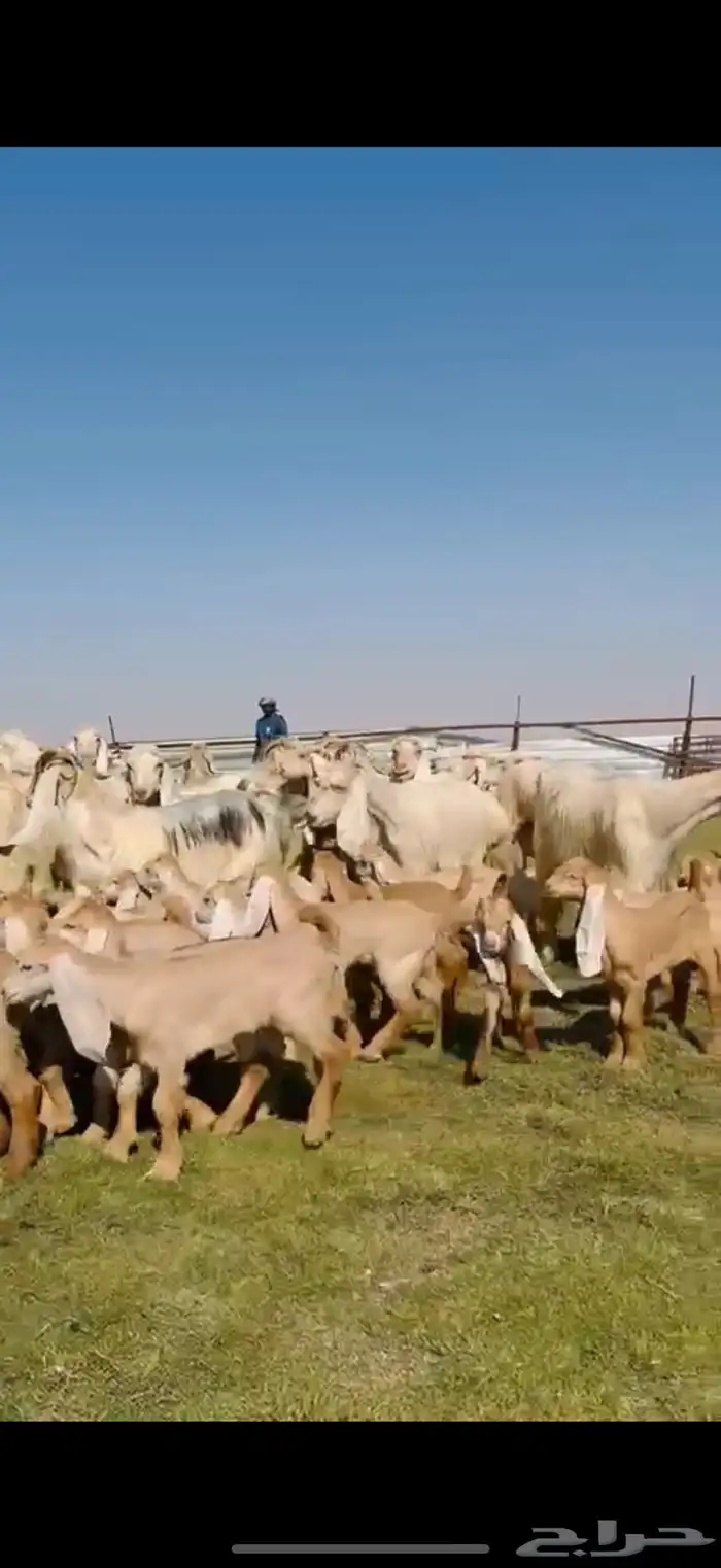 للبيع معزا عوارض ( كريميه ) متاويم فاااخره 0