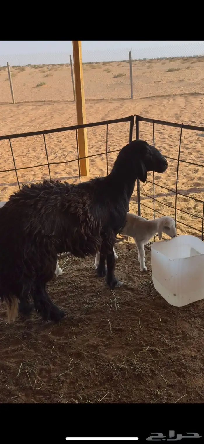 رغوث مشروكه 0