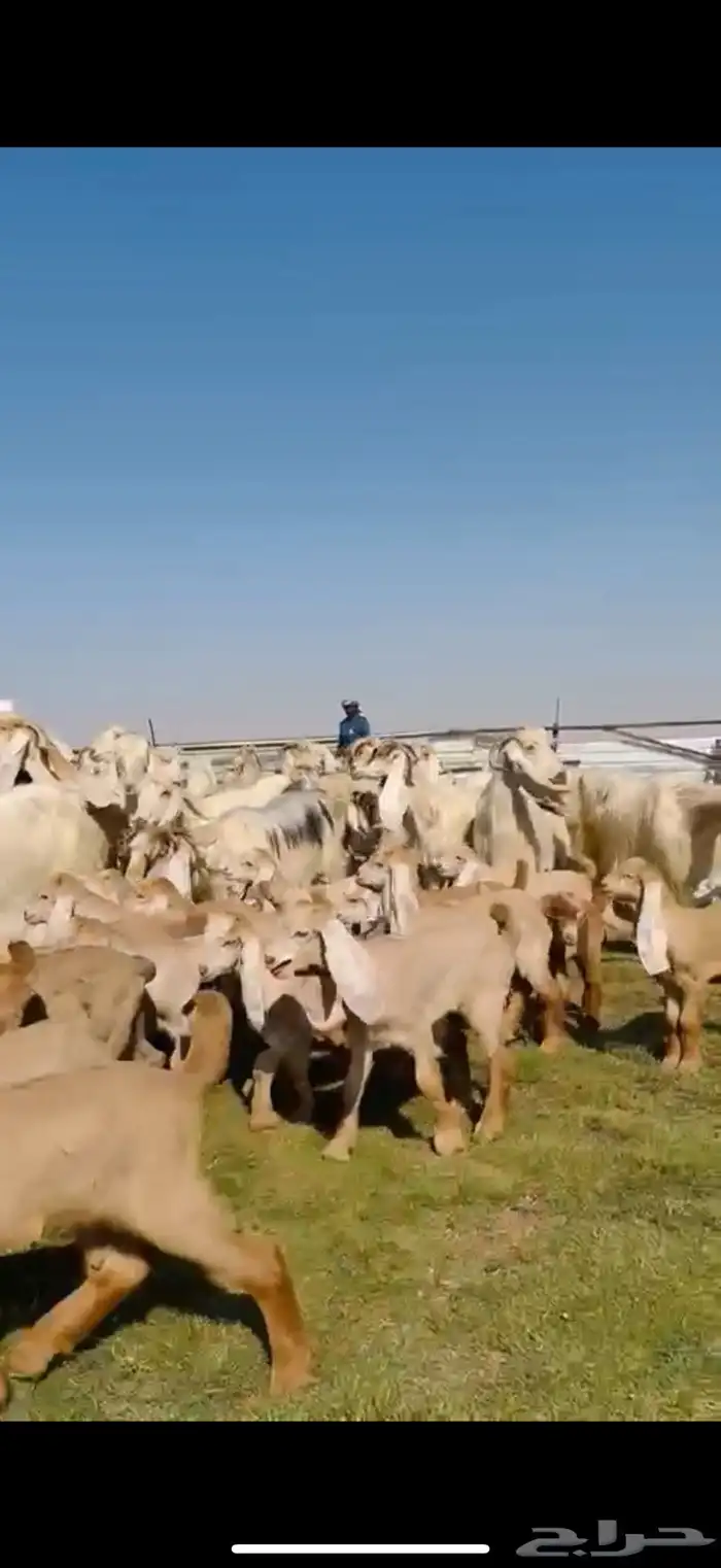 للبيع معزا عوارض ( كريميه ) متاويم فاااخره 1