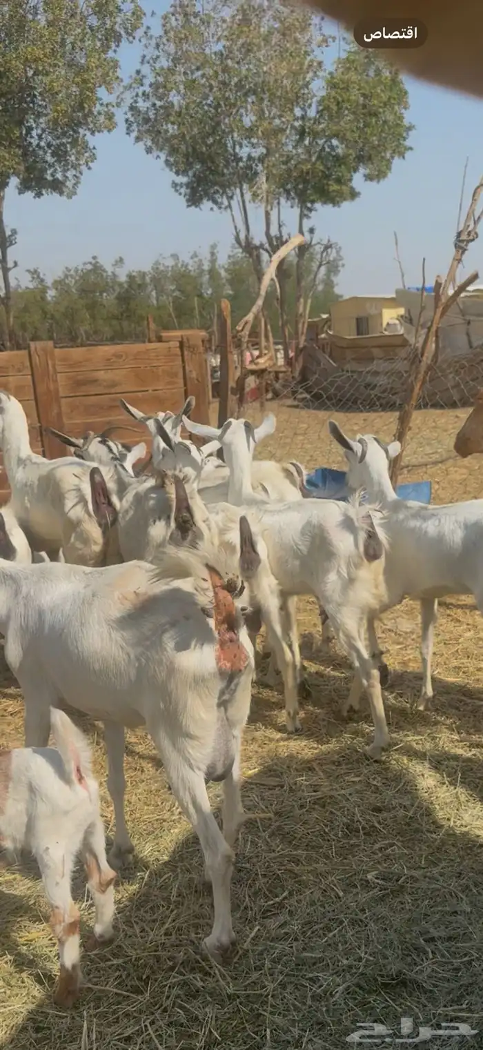 للبيع جفار بيشيات صغار سن ولد شي كفوو ع 1050 (( تم البيع )) 3