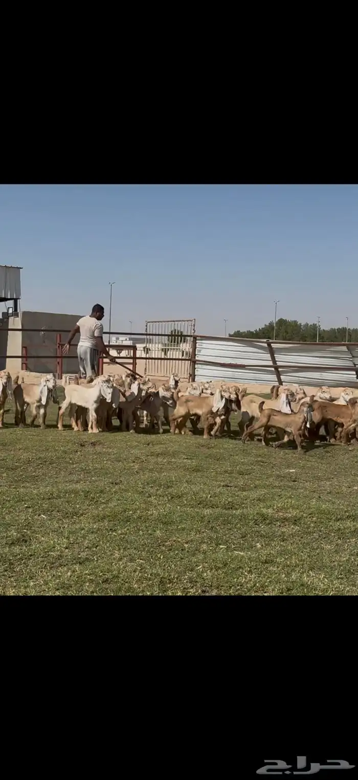 للبيع معزا عوارض ( كريميه ) متاويم فاااخره 8